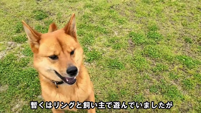 芝生の上で遊ぶ犬