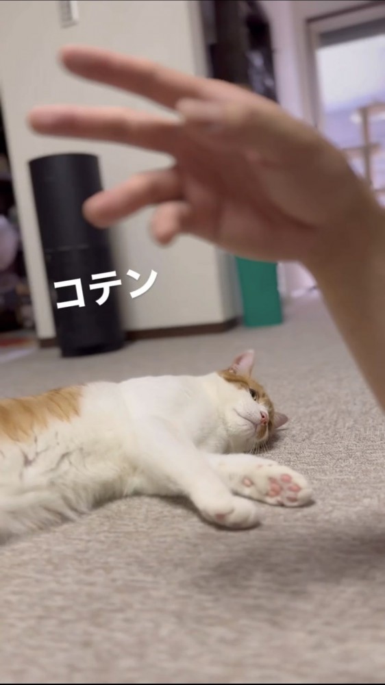 床で寝る猫