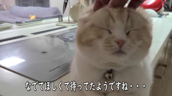 なでられる猫