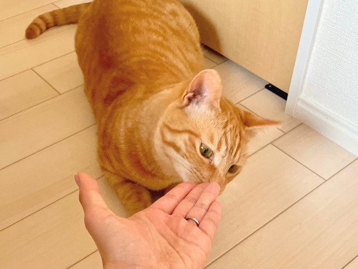 飼い主の手に鼻をつける猫