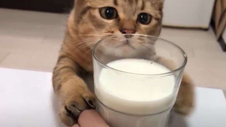 牛乳を見つめる猫