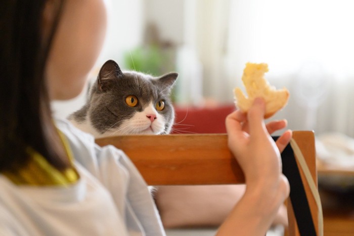 パンを見つめる猫