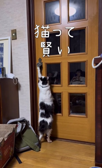 ドアノブに片足を伸ばす猫