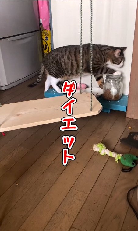 餌の入ってる瓶に手をかける猫