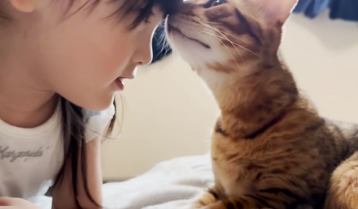 女の子の頭にキスする猫