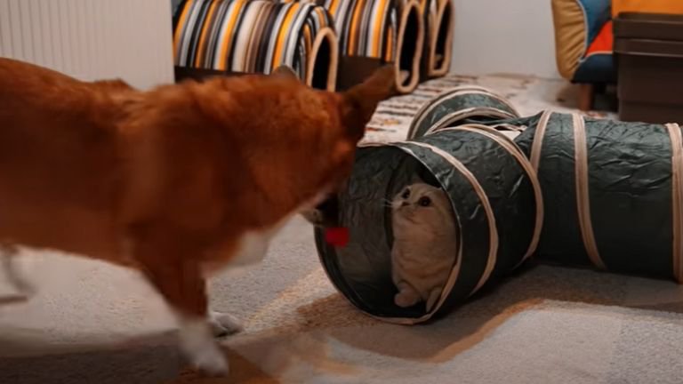 トンネルの玩具の中にいる猫と近づく犬