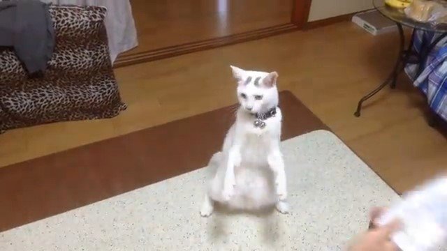 二本足で立つ猫