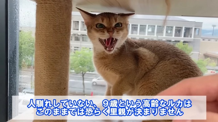 威嚇する猫