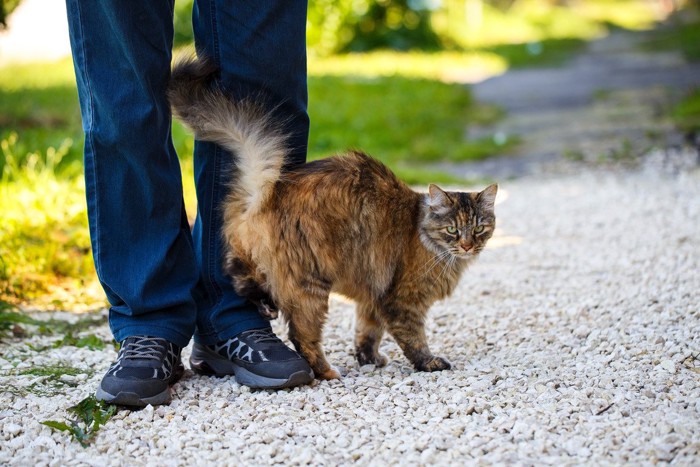 マーキング中の猫