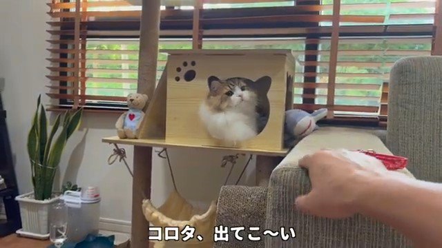 キャットハウスの中の猫