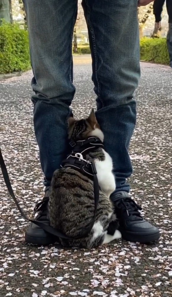 男性の足の間に顔を入れる猫