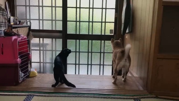 玄関にいる犬と猫