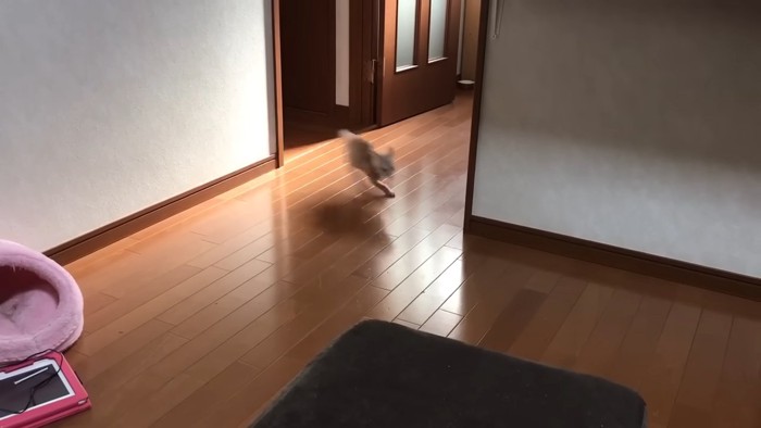 部屋に入ってきた子猫