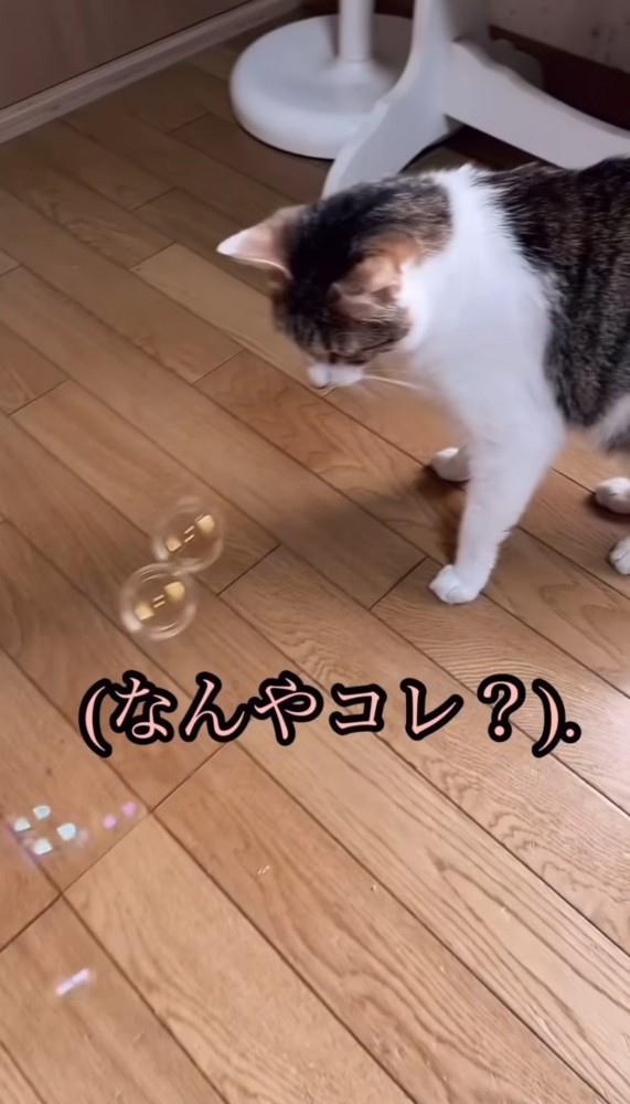 シャボン玉を見る猫