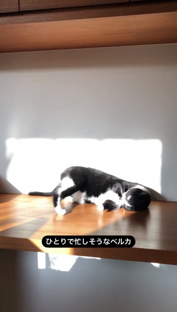 寝っ転がる黒猫