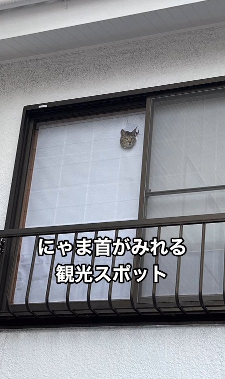 窓から顔を出す猫
