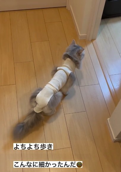 術後服を着た猫（画像内よちよち歩き、こんなに細かったんだ）