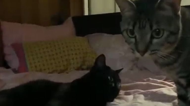 ベッドにいる2匹の猫