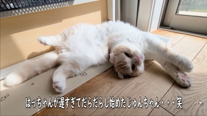 のびる猫