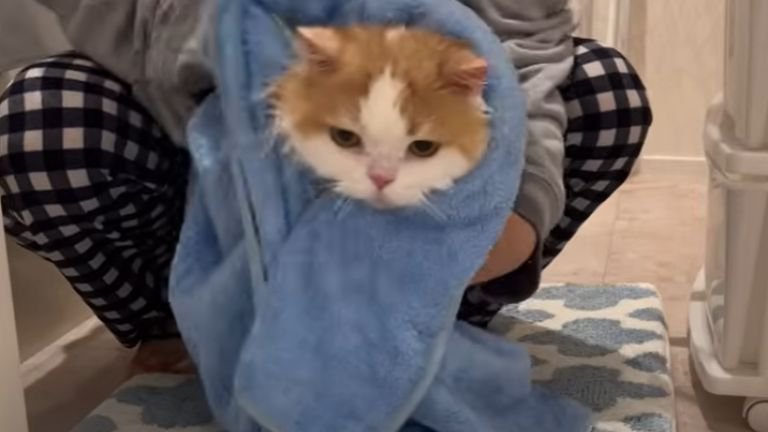 タオルで拭かれている猫
