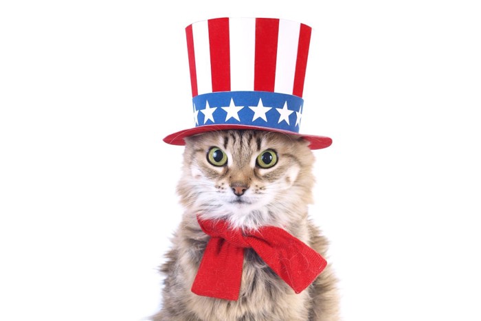 米国旗模様の帽子をかぶった猫