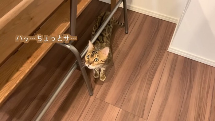 椅子の下から顔を出す猫