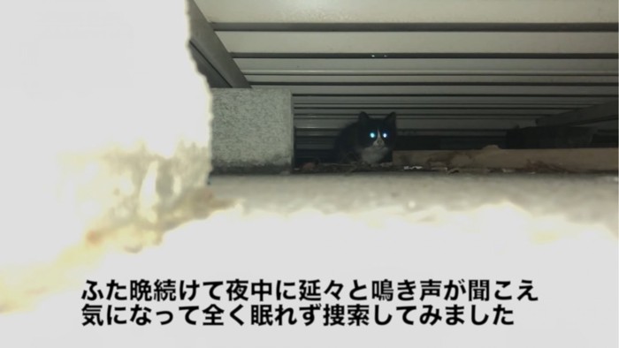床下にいる子猫