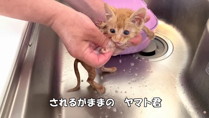 洗われる茶トラの子猫