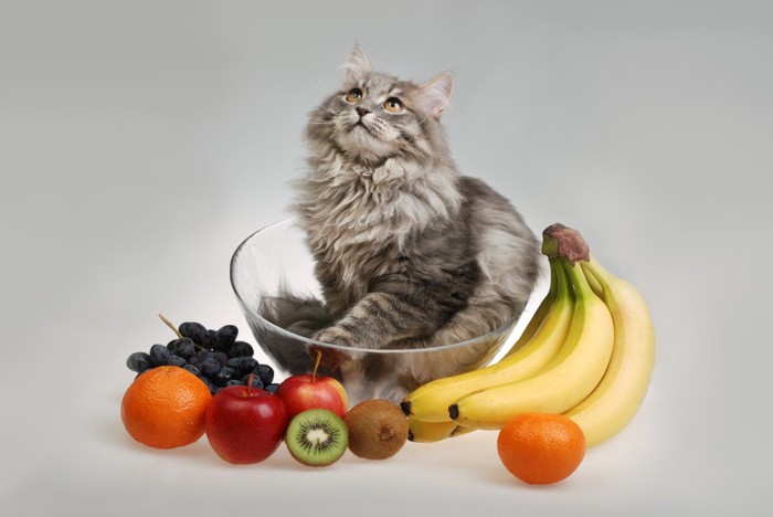 果物に囲まれた猫