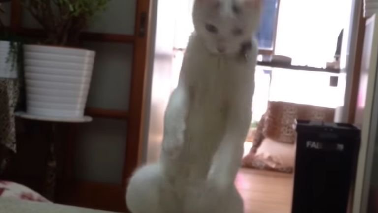 二足立ちしている猫