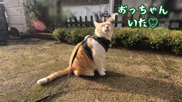 座って目を閉じて横を向く猫