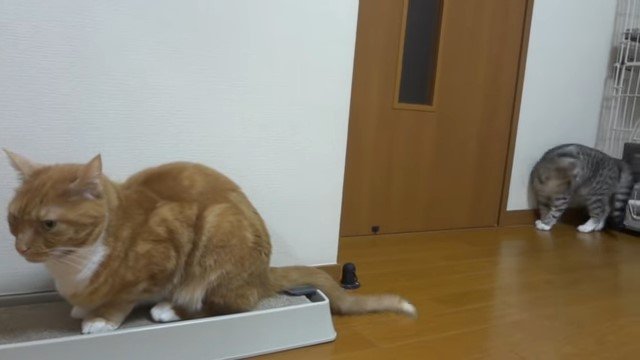 爪とぎの上の猫