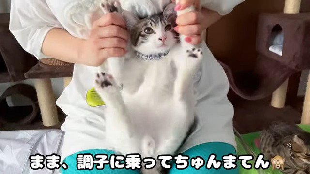 ママさんの膝の上で足をバタバタするくぅちゃん