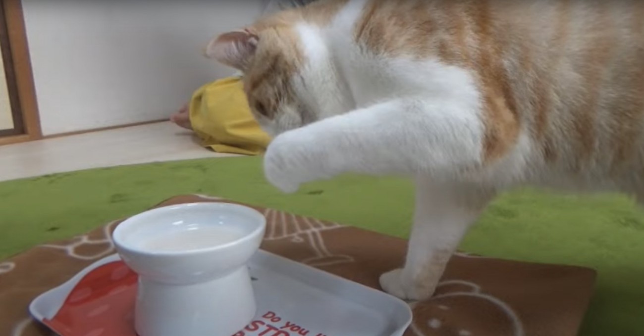 ミルクが入ったお皿の横で左前足を舐める猫