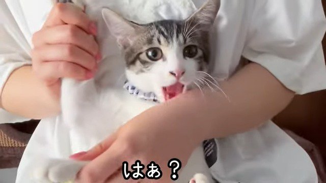 ママさんの腕を噛むくぅちゃん