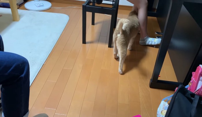 足にすりすりする猫