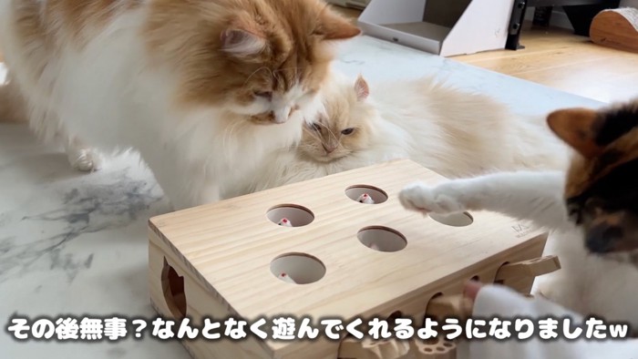 手を出す猫