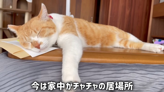 寝る猫