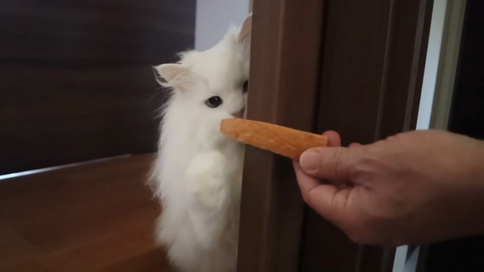 パンを見る猫