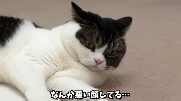 怖い顔をしている猫