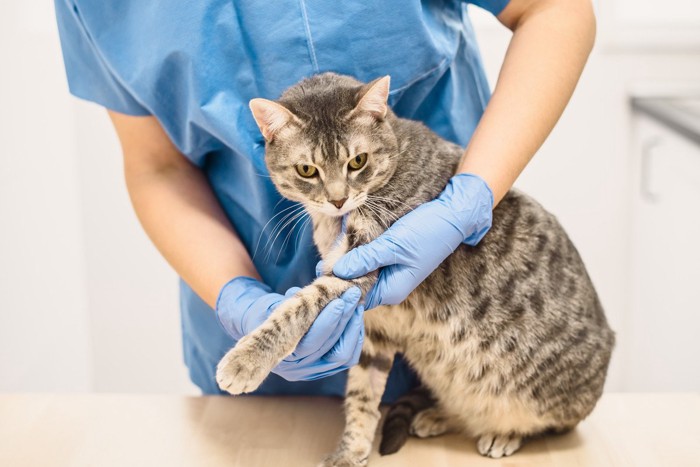 病院で前足を診察される猫