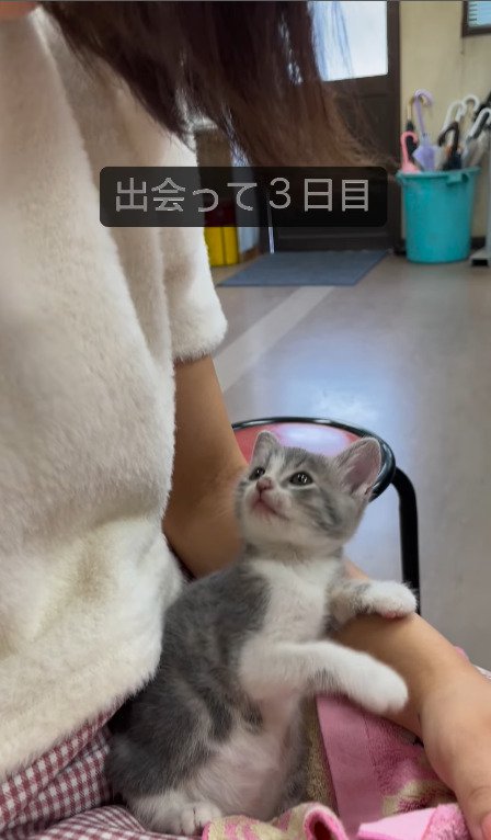 角度を変えて見つめる猫