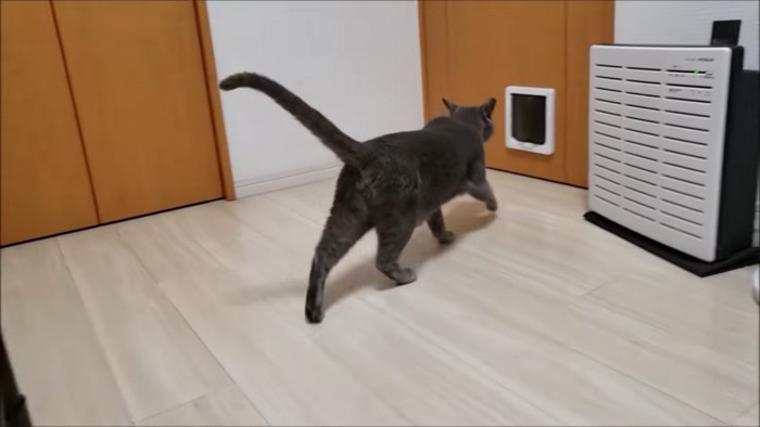 ドアの方へ向かう猫
