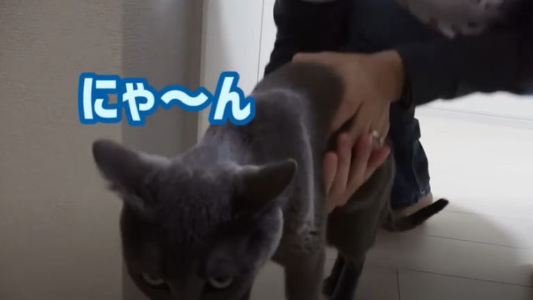 抱きかかえられる猫