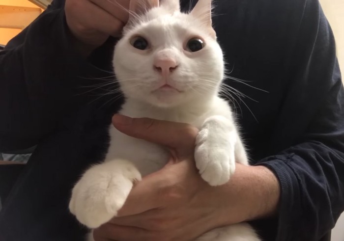 目が開いた白猫の変顔
