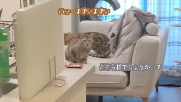 ソファーの上にいる2匹の猫