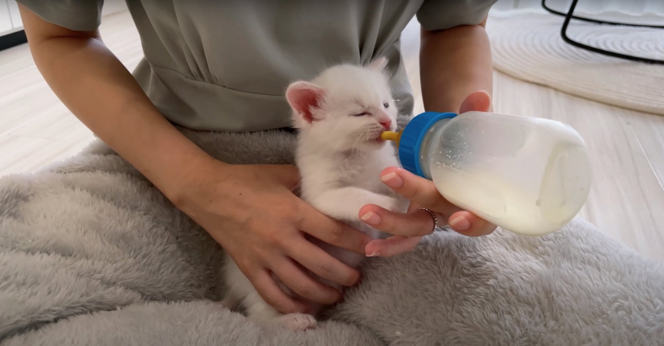 右目を瞑ってミルクを飲む子猫