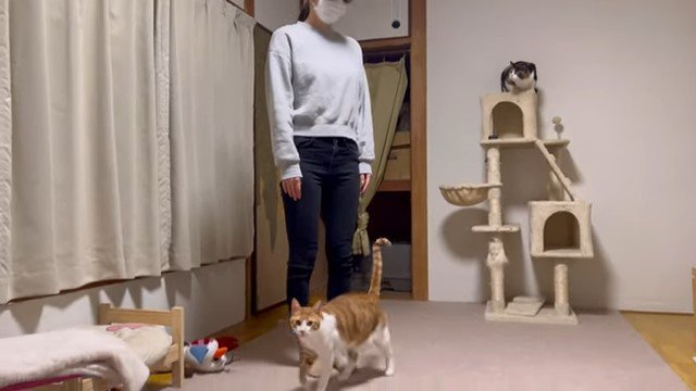 女性にスリスリする猫