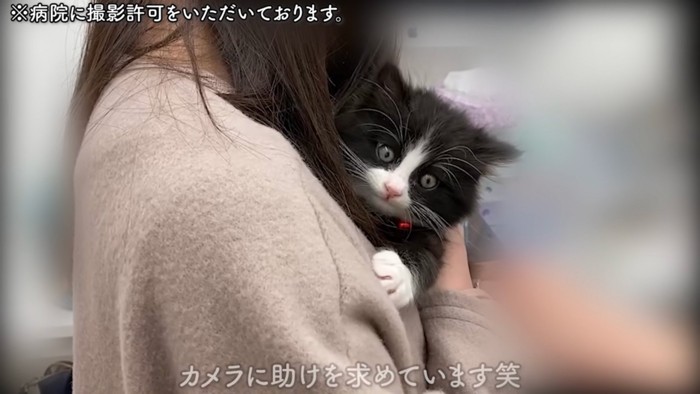 しがみつく猫