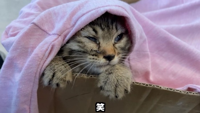 毛布をかぶっている子猫